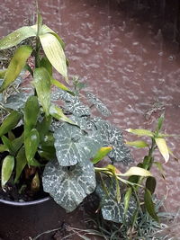 Close-up of raindrops on plant