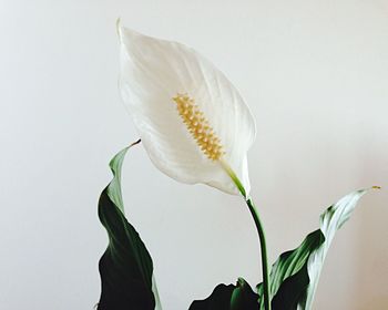 Close-up of white flower