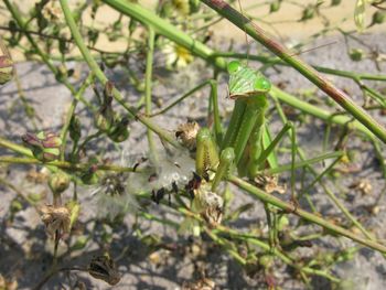 High angle view of bee on plant