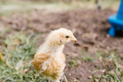 Close-up of a bird on field