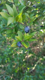 Close-up of blackberries growing on tree