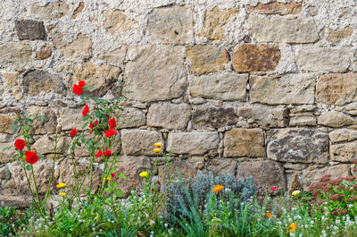 Red flowering plants against brick wall