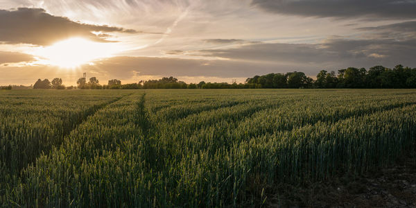 Scenic view of agricultural field against sky during sunset