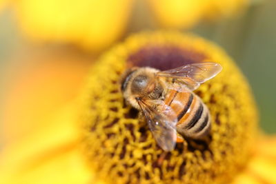 Close-up of honeybee pollinating on yellow flower