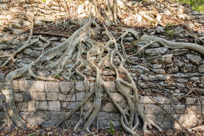 Close-up of roots