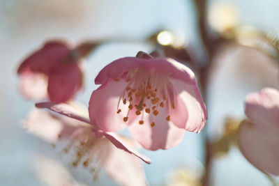 Close-up of pink cherry blossom