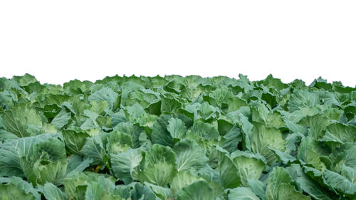 Close-up of fresh green plants against white background