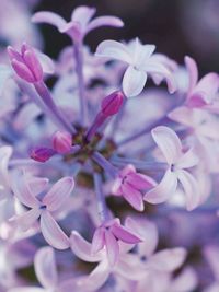 Close-up of flowers