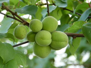 Low angle view of fruits growing on tree