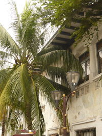 Low angle view of palm trees