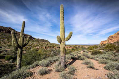 Cactus at saguaro national park against sky