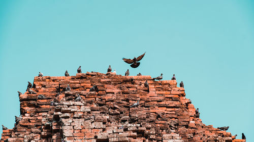 Low angle view of birds flying against clear blue sky