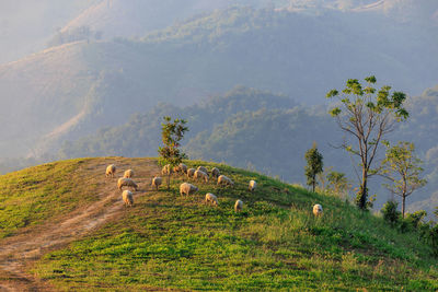 Flock of white sheep grazing in a hill at sunrise in the morning and mountain fog clear sky 