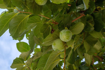 Close-up of green fruits on tree