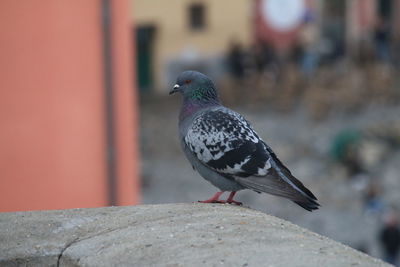 Close-up of bird perching on retaining wall