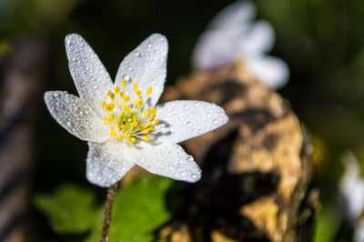 Close-up of white flowering plant