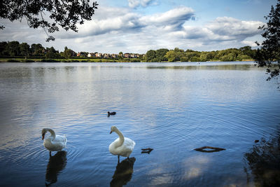 Ducks swimming in lake