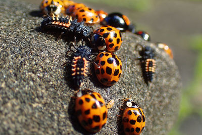Close-up of ladybug