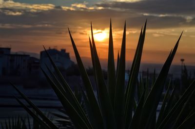 Close-up of silhouette plants against sky during sunset