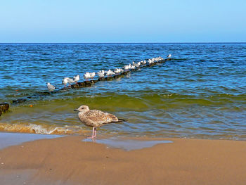 Seagulls on beach