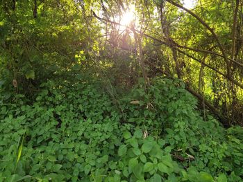 Scenic view of forest