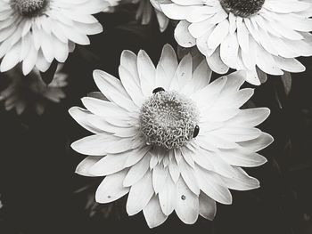 Close-up of daisy flowers