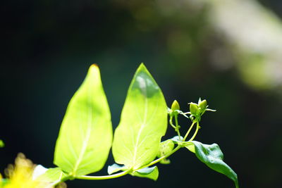 Close-up of insect on plant