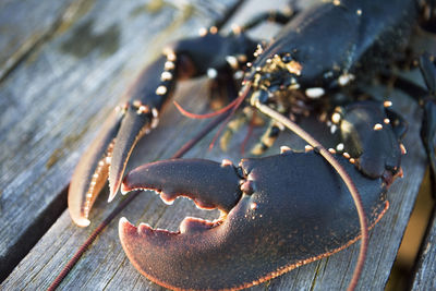 Crayfish on jetty