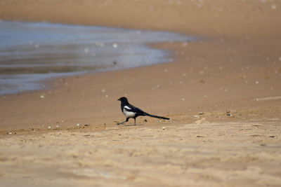 View of bird on beach