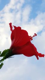 Low angle view of red hibiscus flower against sky