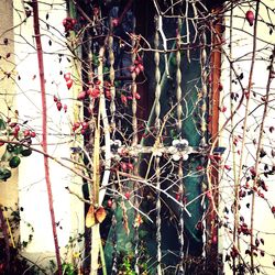 Close-up of ivy on tree