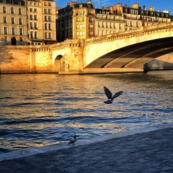 Birds flying over river in city against sky