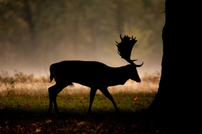 Side view of silhouette deer standing on field