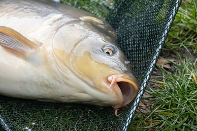 A weekend in 'galien'. there are several fishing ponds here, mainly with trout.