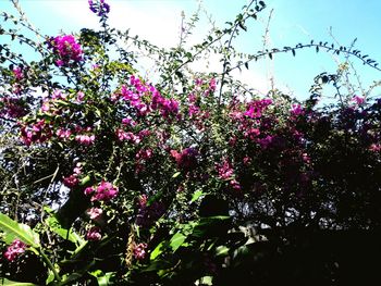 Low angle view of fruits on tree against sky