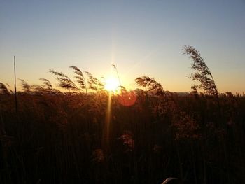 Close-up of plants growing on field against sky during sunset
