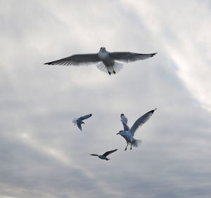 Low angle view of seagulls flying