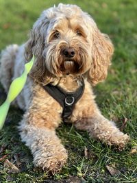 Close-up of dog on grassy field