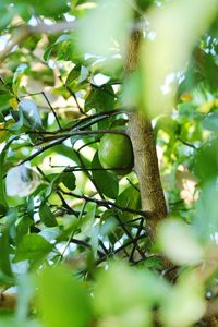 Low angle view of fruit on tree