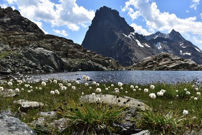 Scenic view of mountains against sky. cottongrass shore alpine lake in the foreground.  swiss alps