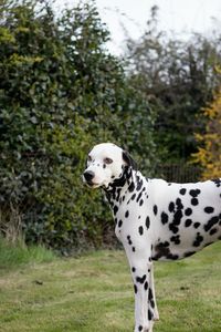 Close-up portrait of dog on tree