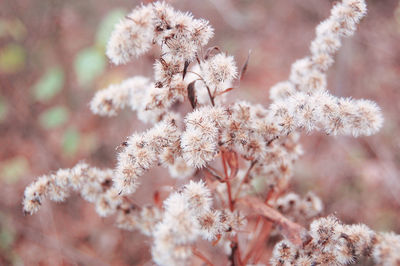 Close-up of flowers