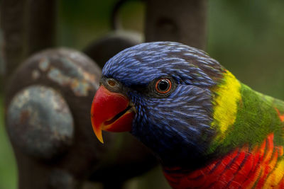 Close-up of parrot