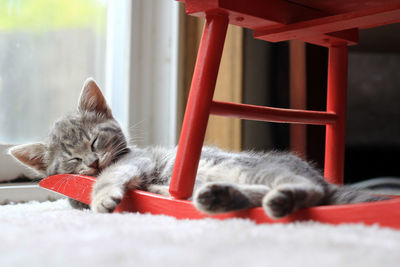 Close-up of cat relaxing at home