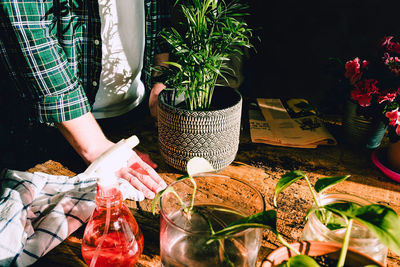 Close-up of man holding small kentia plant on rustic wooden table with plants and cuttings