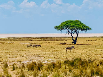 View of tree on field against sky