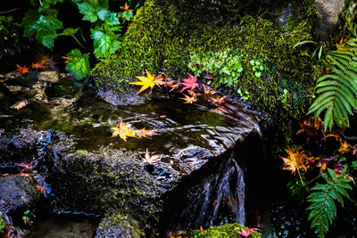 Plants growing in pond in forest