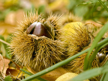 Close-up of fresh corn plants on field