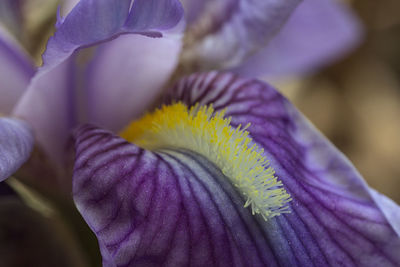 Close-up of purple iris