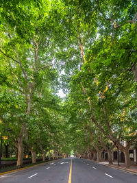 Empty road along trees